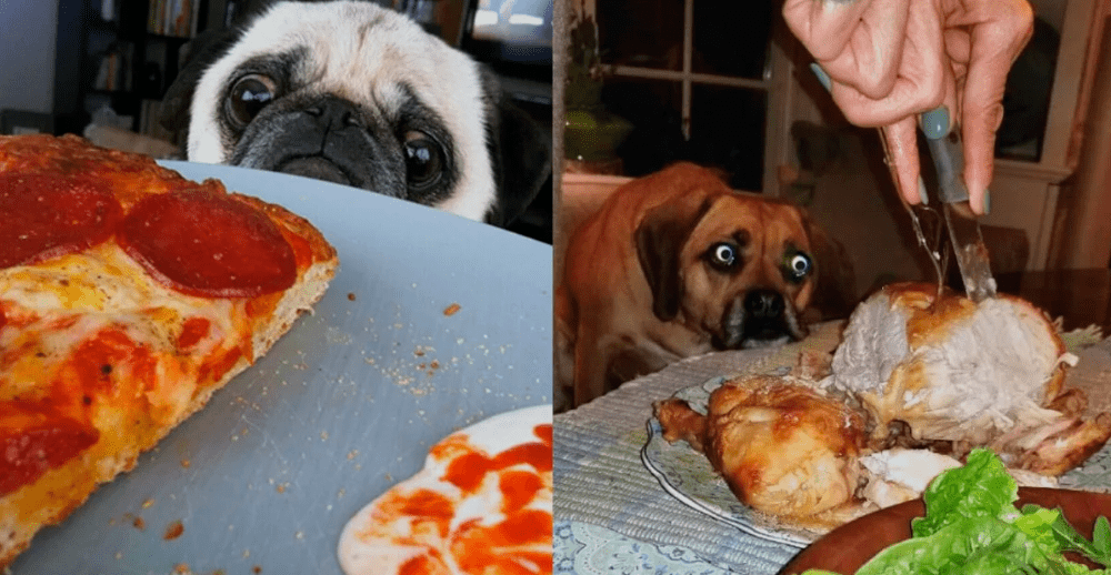 дегустатор еды